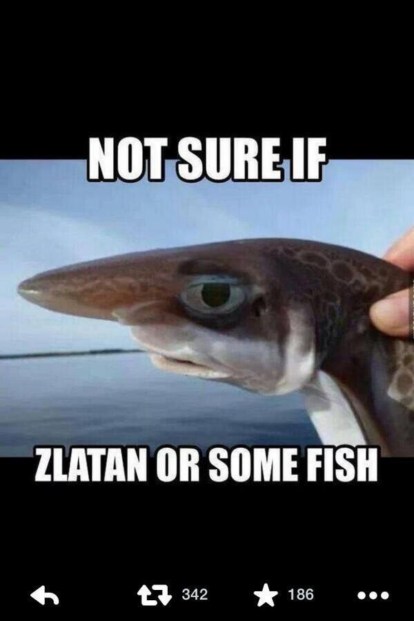 88Traynor1's tweet image. If @alextur91655339 was a fish #samenose #sameheads