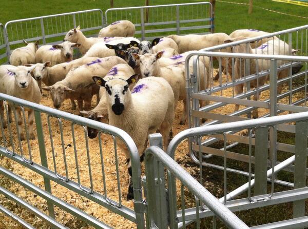 Fantastic weekend at <a href="/GoldenShearsIRL/">GoldenShearsIreland</a> Shear fun despite the weather! #punintended #bladesofgorey #shearing14