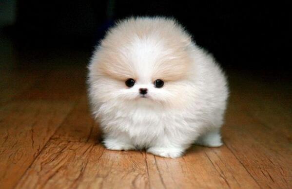 28 Tiny #Animals That Are So #adorable They Will Make You Squeal bit.ly/1nv7J52