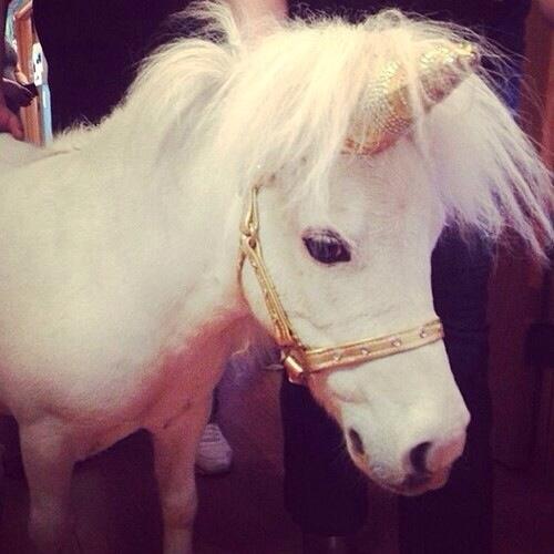LMossay's tweet photo. Je suis une licorne magique ❤️❤️ http://t.co/wRRty5UkNe
