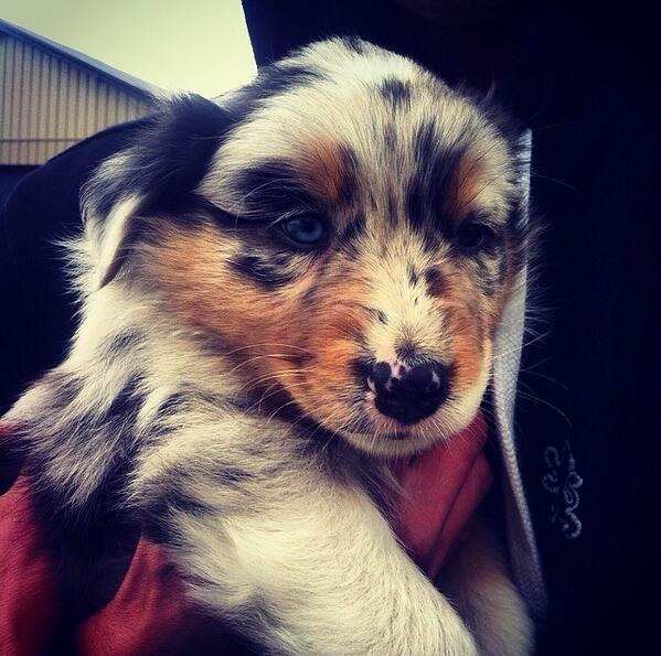lorenMarie17's tweet photo. Can't wait to bring this little boy home! #4moredays #australianshepherd #tucker http://t.co/764mkFA3AM