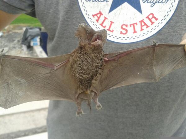 Kuyzy87's tweet photo. A fin atrape a bat man !!!!!!! http://t.co/oB6IGdcYET