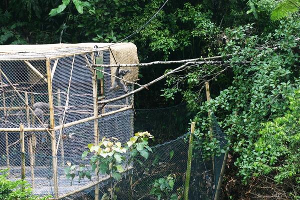 DamianAspinall's tweet image. Fantastic picture of one of the Javan gibbons making his way into freedom #JavaUpdate