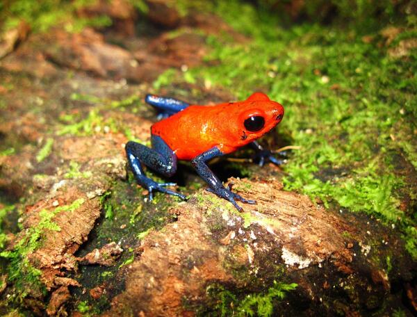 toyotarentcr's tweet photo. #CostaRica es hogar de alrededor 175 anfibios, el 85% son ranas. Oophaga pumilio, o Rana Blue Jeans es una de muchas. http://t.co/DIA2KevQi9