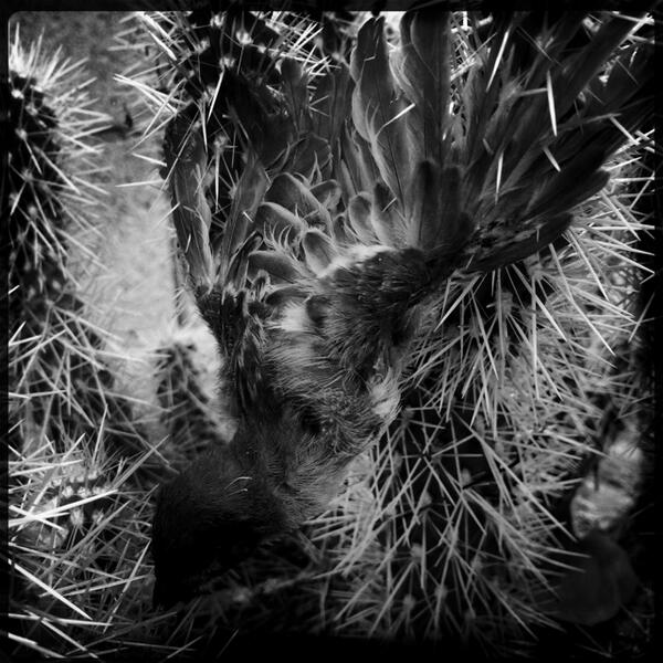 drewrog's tweet image. Final approach #cactus #defunct #foundscenes #Hipstamatic #JohnS #RockBW11