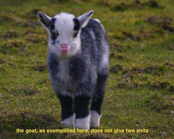 GabMalfoy's tweet photo. This... little... bitch... <3 #adorable #goat #cute #hashtag #wierd #sup #thesky #assbutt (I have problems...) http://t.co/bmYgQ8xkQn