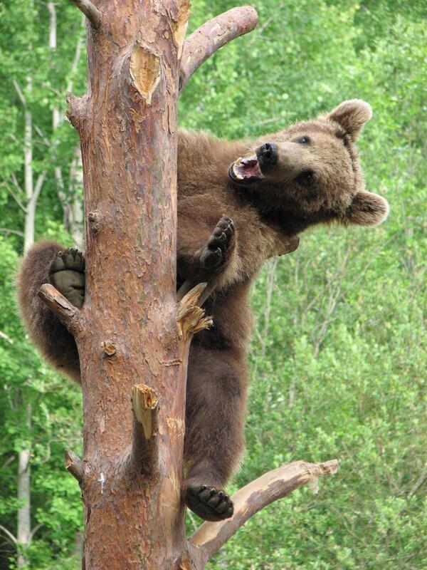 Животные в лесу. Ловушка на медведя. Медведь в петрозаводске. Медведь влезает на дерево. Новосибирский зоопарк бурый медведь.