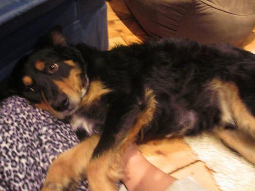 #LOST dog from Crewe Rad, #Nantwich - Please RT!