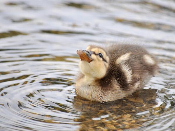jenvandenhouten's tweet image. #cuteexplosion RT @samanthacora: A duckling tilts back its head after bobbing for a drink of water in the Rock River.