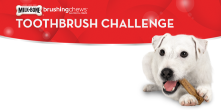 Milk-Bone tweet media