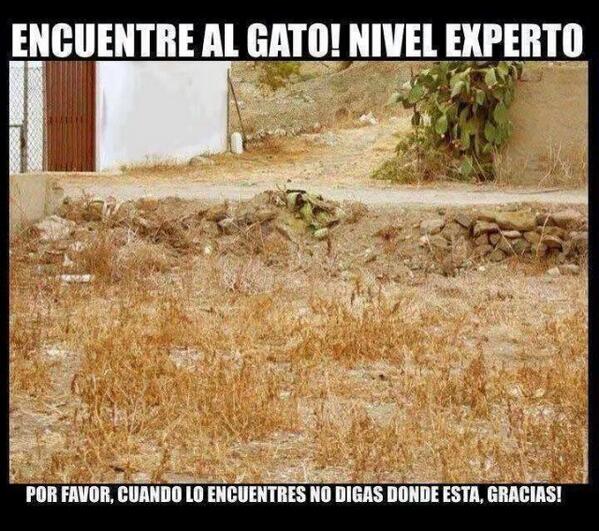 masquebromas's tweet photo. Dónde esta el #gato? #masquebromas #risas #chistes #pasatiempos #humor #bromas http://t.co/jX4K3NTAyF