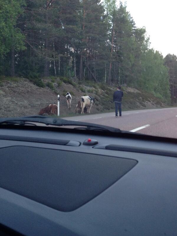 rasmusjohansso's tweet photo. I Enånger går man inte ut med hunden, utan med kossorna http://t.co/3DnyGAdphY