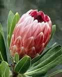 MaxamillieBC's tweet photo. And I thought I loved a rose..:) http://t.co/aL5IStpWlM