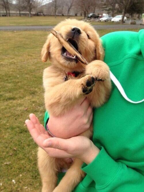 ItsAnimalPix's tweet image. Golden puppy trying out his new teeth.