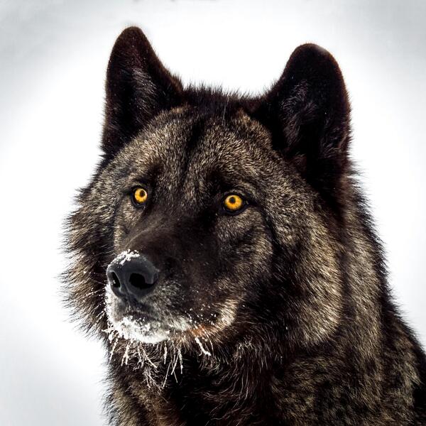 instinctforfilm's tweet photo. Our most popular wolf Arthur looking great in this pic. Check out the film #wolvesunleashed http://t.co/BcdW1r88cQ | http://t.co/sLA9OpY8YM