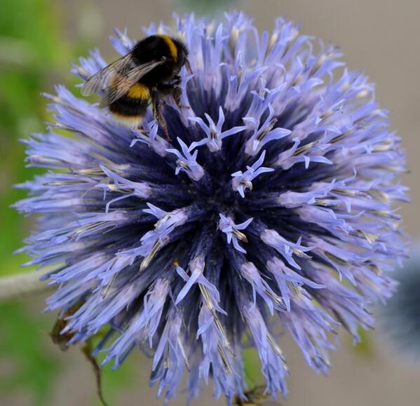tourscotland's tweet photo. Tour Scotland photograph of a Bee on a flower on visit to Branklyn Garden in Perth, Perthshire http://t.co/DBblEQD5uP