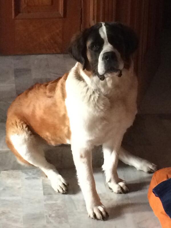 Esperando mi #paseitotime, porque hoy me pusieron #FRONTLINEPLUS @mascotapro