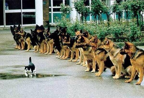 ItsAnimalPix's tweet image. Police dog test on self control.
