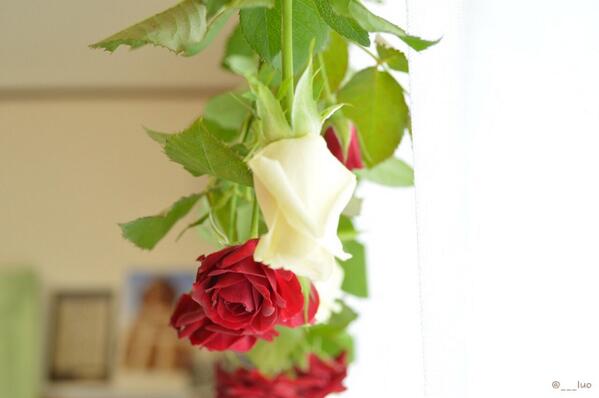 ___luo's tweet photo. 自分の部屋でドライフラワー作り

完成が楽しみです。 http://t.co/QJowPvwNj6
