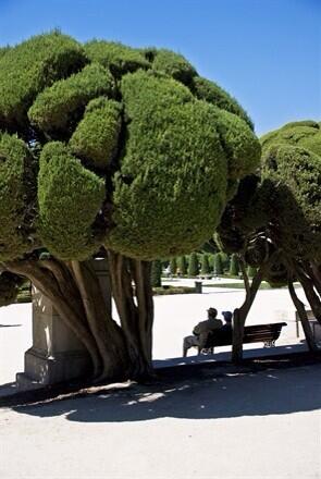 ChuleriaMadrid's tweet photo. ¿Alguien reconoce estos brócolis? 🌳😀 http://t.co/Gw5QiHySqP