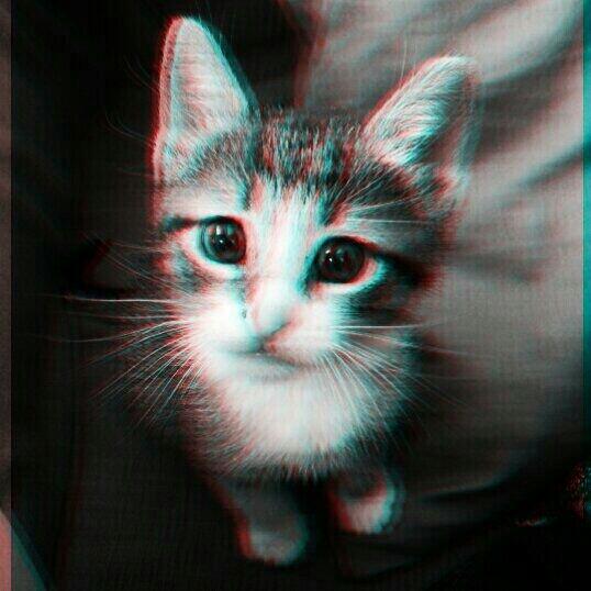 irunearri19's tweet photo. @irunearri19  Mi Lana :* http://t.co/g4Po8TZTLB