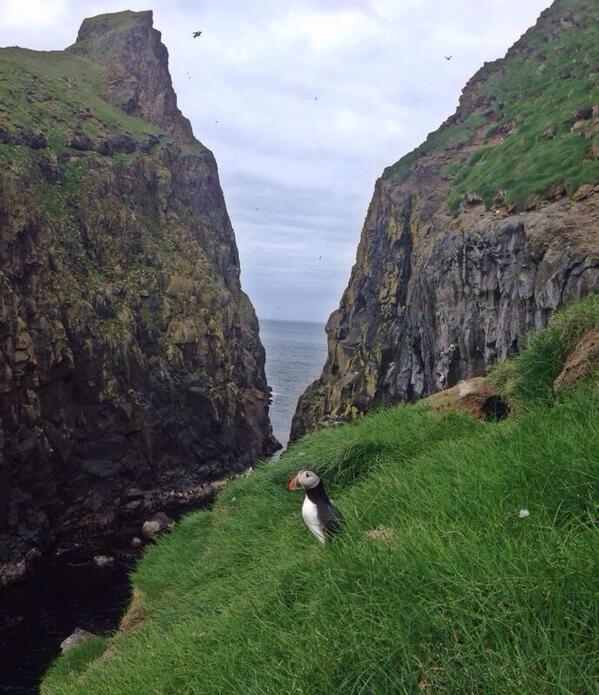 TravelExclusiv's tweet photo. The magical #puffinbird sitting in all it's glory. #Explore #Mykines the #FaroeIslands with #TravelExclusive http://t.co/6GJqZ7VEuT
