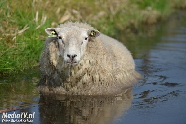 texelerdekbed's tweet photo. @Beddoloog Veel water! http://t.co/CvN0Pn2Hz7