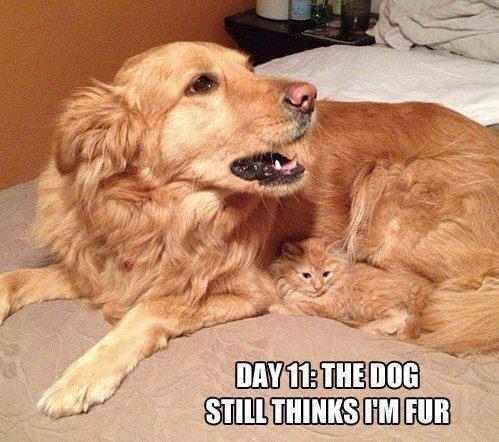 ThatsAnimals's tweet photo. sneaky kitten http://t.co/OVVzmKq1XX