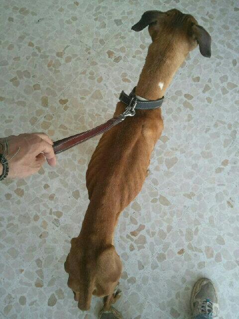 REFUGIOLACANDEL's tweet photo. Se necesita #acogida URGENTE para #Boxer abandonado.Está sano pero desnutrido(anemia) XFAVOR DF! @MundoBoxer http://t.co/w3wxQzfiKN