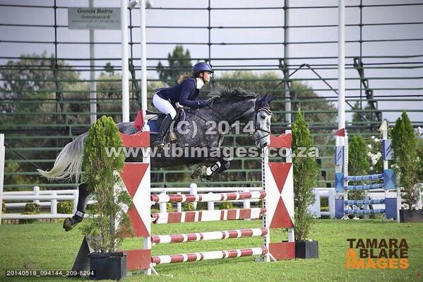 Callaho Auction this Saturday! So happy with my baby❤️good luck to all the buyers, you can't go wrong! <a href="/stud_callaho/">Callaho Stud</a>