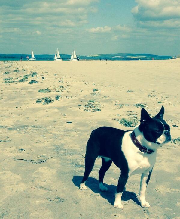 grahamjwpollard's tweet image. Kiki has just been short listed for a fashion shoot with @LoveMyDog #BostonTerrierModel