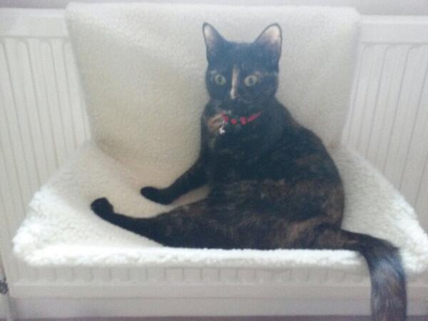 crumbcat1's tweet photo. My new bed. Thanks Dads x #happybirthdaytome. http://t.co/LW8kw8bjqh