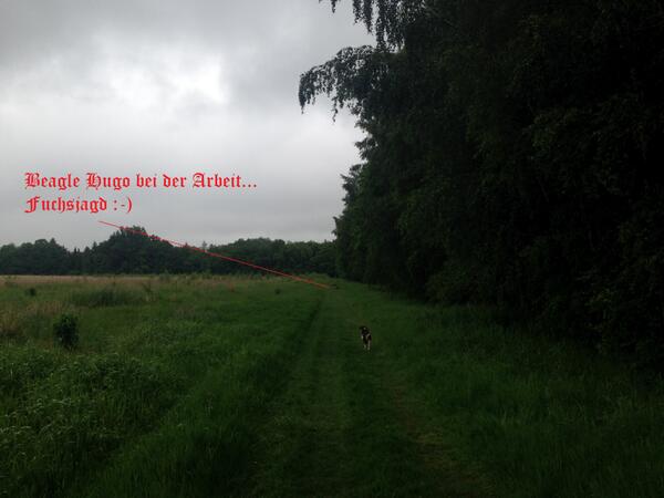 Beagle_Hugo's tweet image. #Beagle_Hugo bei der Arbeit :-)...#Fuchsjagd... in #Hugos_Revier bei strömenden Regen... #Beagle_Hugo #Chemnitz