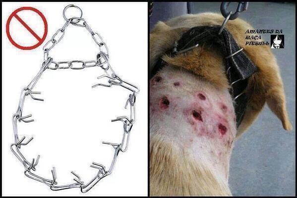 _Paisajes_'s tweet photo. Por favor, haz RT para que prohiban estos collares! http://t.co/npnOAgXK4H