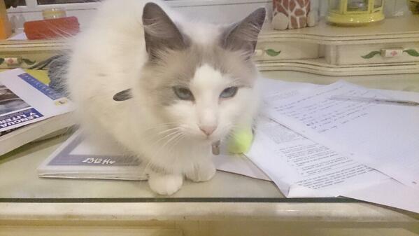 beatrizgalleta's tweet image. "hola soy kiara y me acomodo en tus apuntes para impedirte estudiar " -.-""""