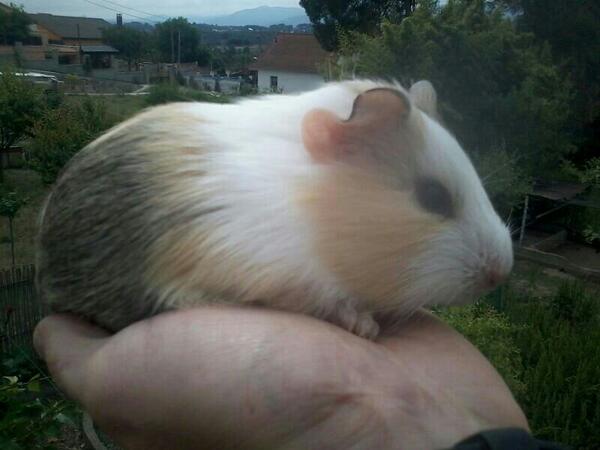 Cora_Spain's tweet photo. ¿no es una monada? ;) http://t.co/mq6Vha3zLf