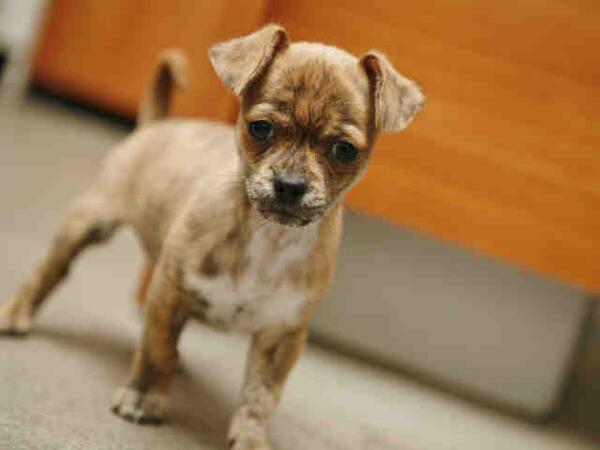 MiraclePaws8's tweet image. Check out our dog of the day Harvey. #dogs #adoption #AdoptDontShop #adoptlove #EllenDeGeneres pawsaroundtheworld.blogspot.com