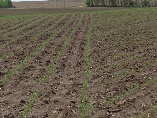 Vdrives working perfectly on some real sharp headlands!!! @precision_plant @DEKALBSeed