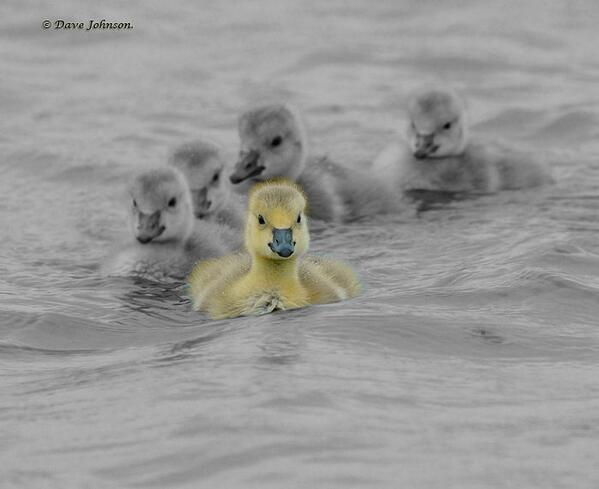 d___johnson's tweet image. New Goslings this morning walking from chilton moor farm.