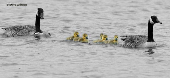 d___johnson's tweet image. The same goslings.