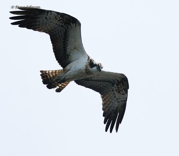 d___johnson's tweet image. Lingdale.