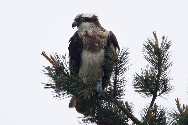 clevelandbirds's tweet image. @sidwemn: Second shot of Osprey Blue 84 at Lockwood Beck yesterday