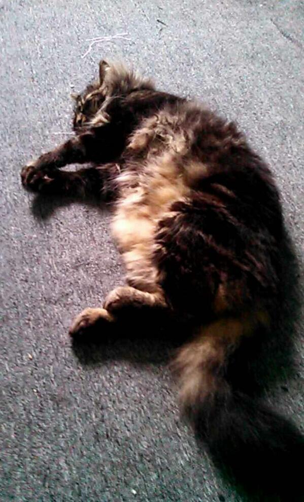 BorisSarah's tweet photo. My cat is the best cat on the planet :D haters gonna hate B) http://t.co/8uhxcrV9nW
