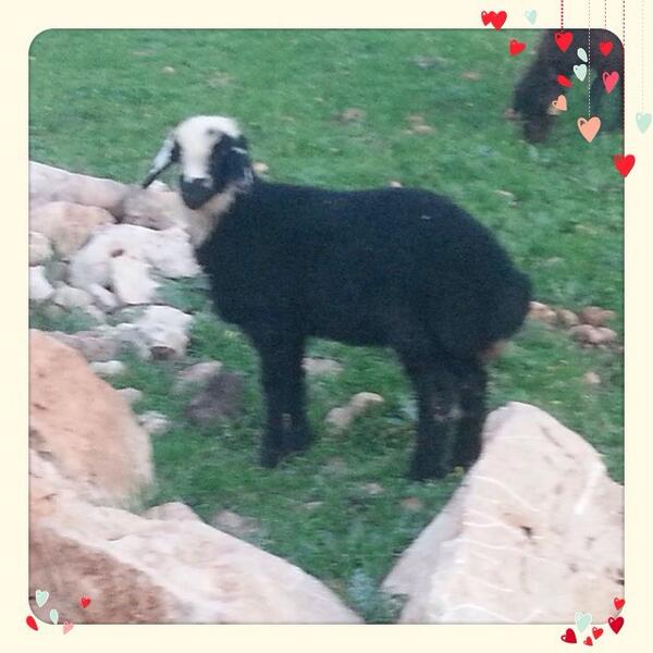 muhammed özdemir  (@merhok25) on Twitter photo 