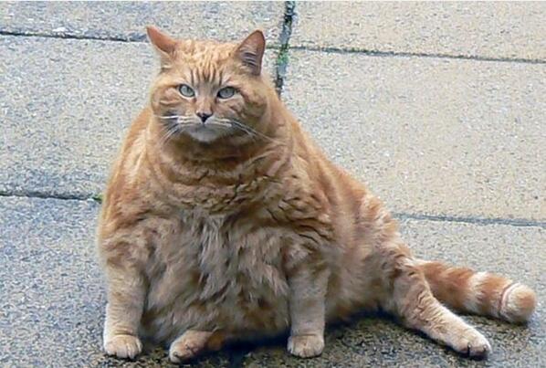 Красивые киски толстых. Толстый кот. Толстый рыжий кот. Рыжая кошка. Жирный котик.