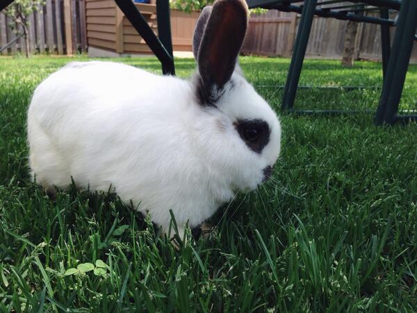 oreothabunny's tweet photo. 🌿🐰 http://t.co/NVhSsYs0X8