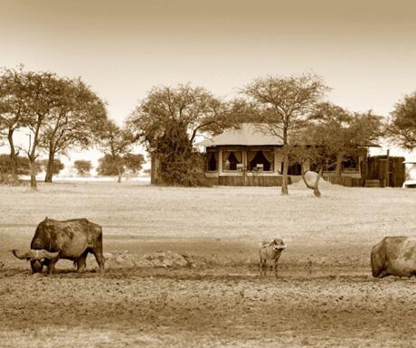 Top 5 #luxury #safari rooms to watch wildlife from bit.ly/1k02OJu #travel