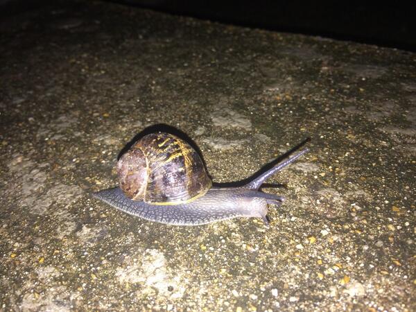 FlyCommission's tweet image. The rain brings out lots of interesting things!