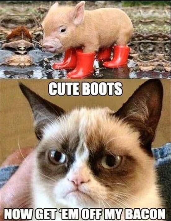JayAllanJ's tweet photo. “@__GrumpyCat: http://t.co/BdBVp754I3” @alexis_boltsis