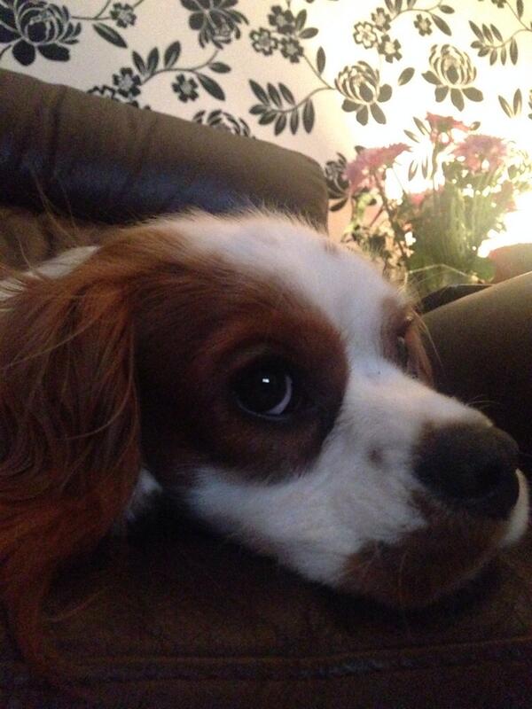 TobyHalftash's tweet image. Watching the telly